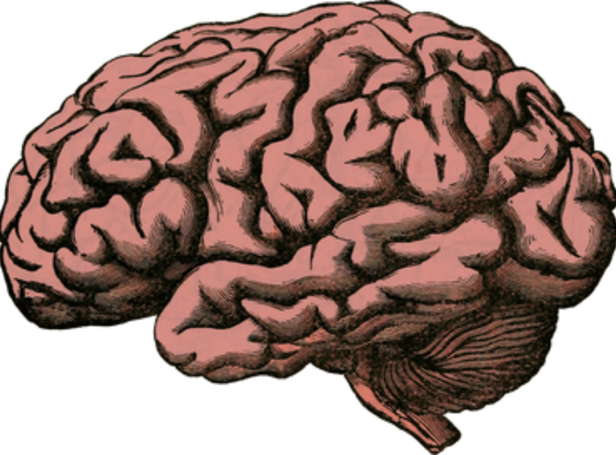 Gehirn Illustration